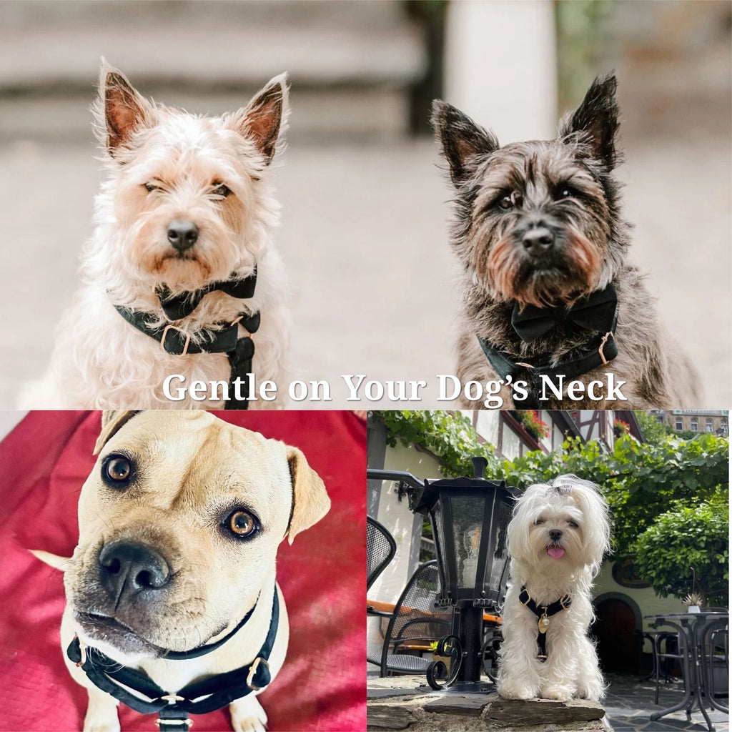 Black Velvet Dog Walking Accessories & Sets