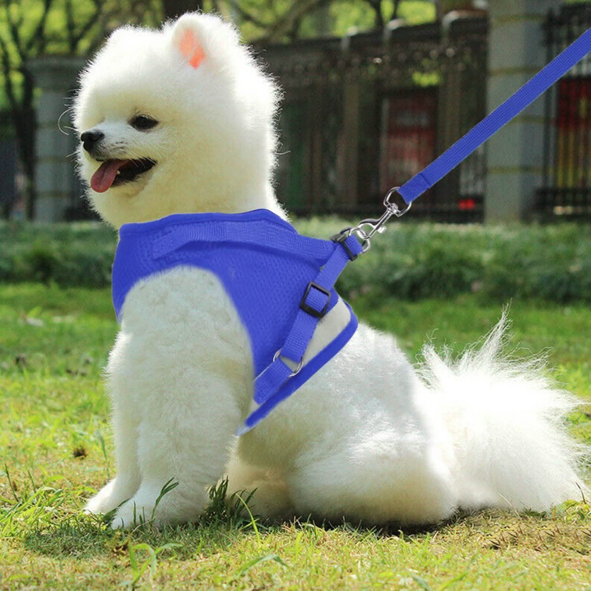 Adjustable Mesh Dog Harness & Leash Set