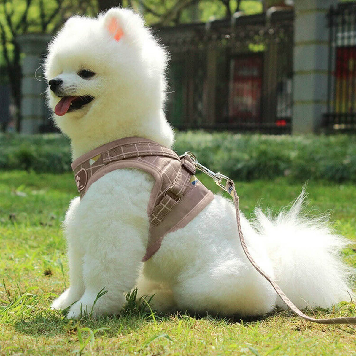 Adjustable Mesh Dog Harness & Leash Set
